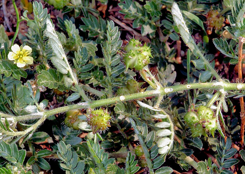 Tribulus terrestris / Tribolo